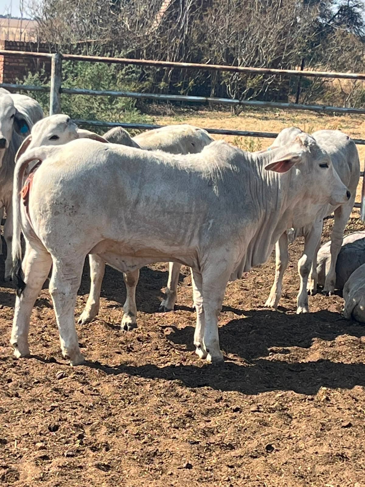 Wit Brahman verse